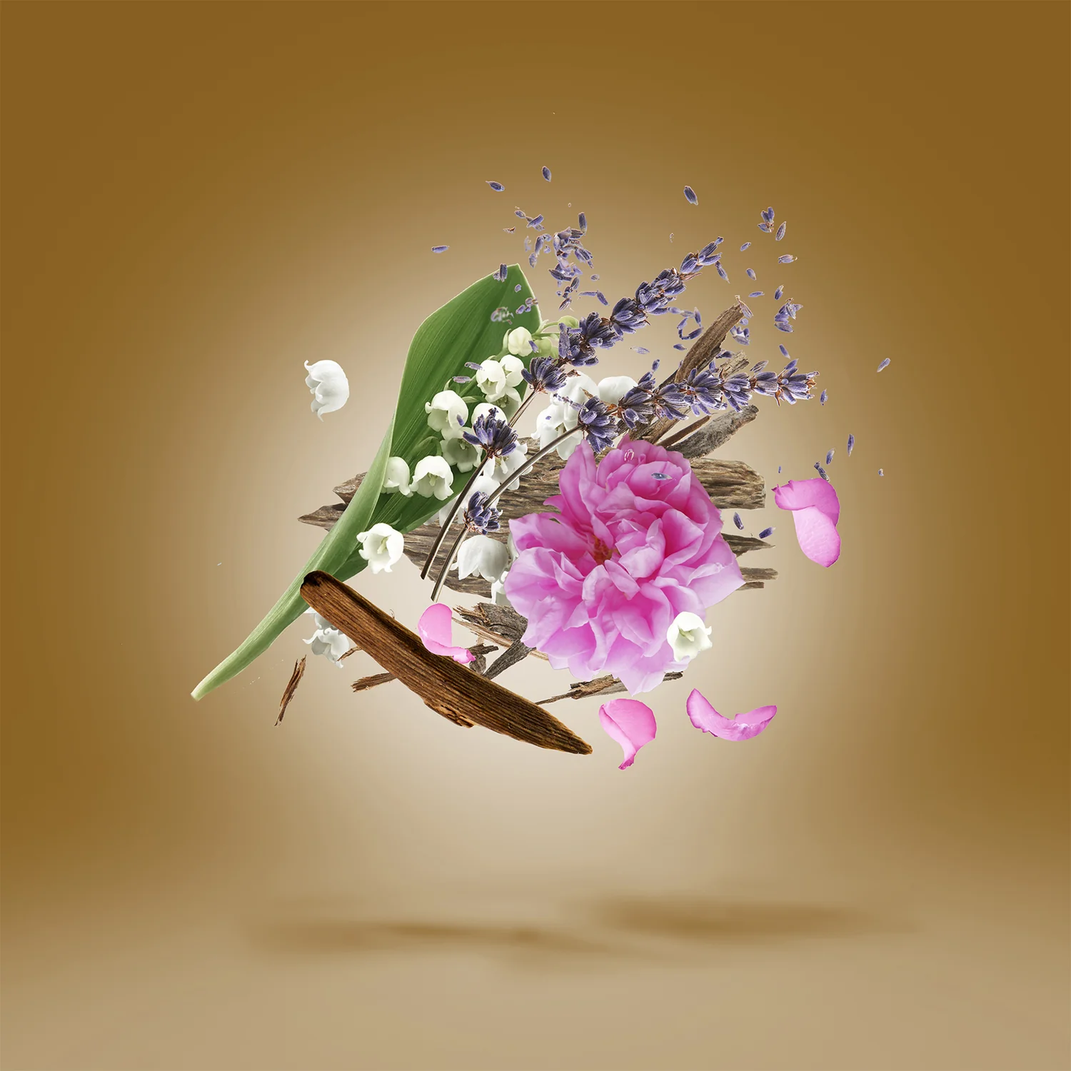 Miniature 3 de ALEXANDRIA II